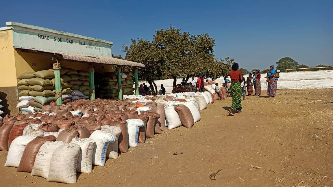 Bags of maize and produce lined up at a rural aggregation point in Chief Shakumbila's Chiefdom.
